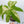 Anthurium Pedatoradiatum Variegated (wk34-G)