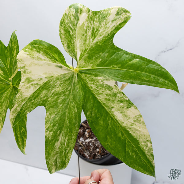 Anthurium Pedatoradiatum Variegated (wk34-G)