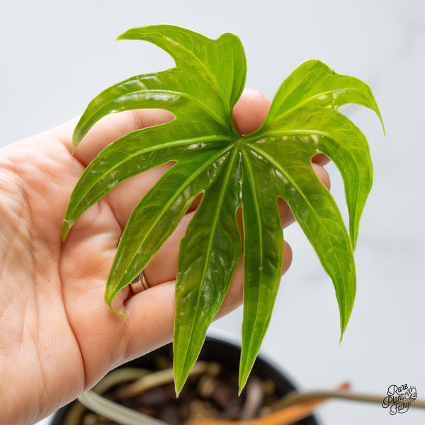Anthurium Pedatoradiatum Variegated (wk48-UC)