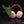 Anthurium Ree Gardens portilloi x carlablackiae *Grower's choice*