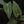 Anthurium Ree Gardens portilloi x carlablackiae *Grower's choice*