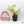 Anthurium Renaissance Pink Variegated (wk37-A) *Pink Vein Emergent*