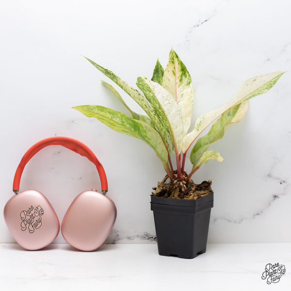Anthurium Renaissance Pink Variegated (wk37-A) *Pink Vein Emergent*