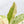 Anthurium Renaissance Pink Variegated (wk37-A) *Pink Vein Emergent*