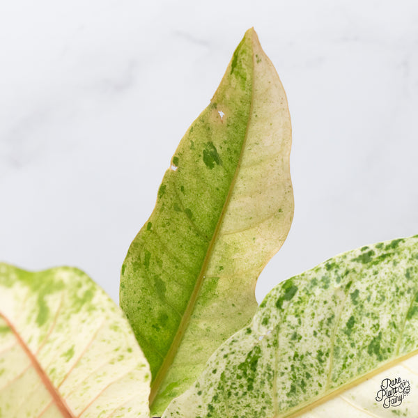 Anthurium Renaissance Pink Variegated (wk37-A) *Pink Vein Emergent*