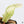 Anthurium Renaissance Pink Variegated (wk37-A) *Pink Vein Emergent*