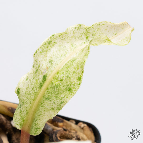 Anthurium Renaissance Pink Variegated (wk37-A) *Pink Vein Emergent*
