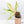 Anthurium Renaissance Pink Variegated (wk37-A) *Pink Vein Emergent*