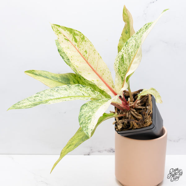 Anthurium Renaissance Pink Variegated (wk37-A) *Pink Vein Emergent*