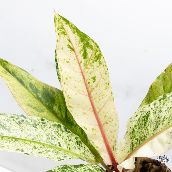 Anthurium Renaissance Pink Variegated (wk37-A) *Pink Vein Emergent*