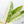 Anthurium Renaissance Pink Variegated (wk37-A) *Pink Vein Emergent*