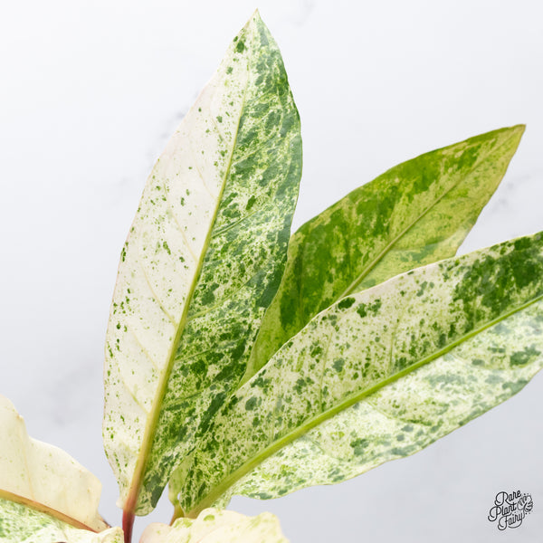 Anthurium Renaissance Pink Variegated (wk37-A) *Pink Vein Emergent*