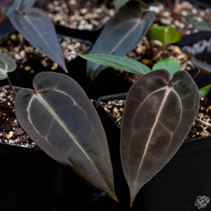 Anthurium Red Velvet Cake '24' x Red Velvet Cake '24' by DocBlock® *Grower's choice*