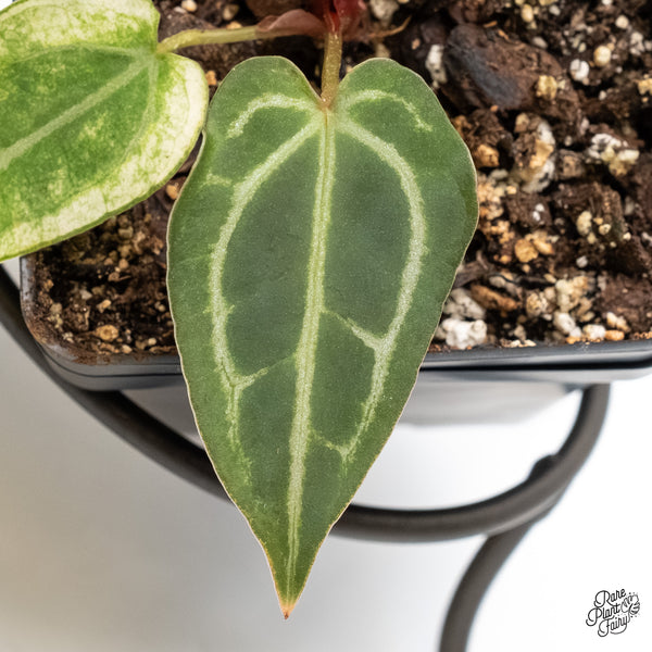 Anthurium NSE Red Crystallinum x Crystallinum Variegated (wk5-UQ)