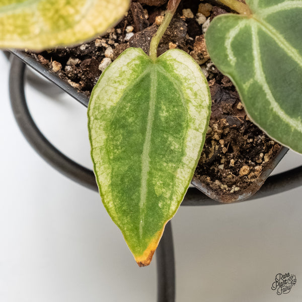 Anthurium NSE Red Crystallinum x Crystallinum Variegated (wk5-UQ)