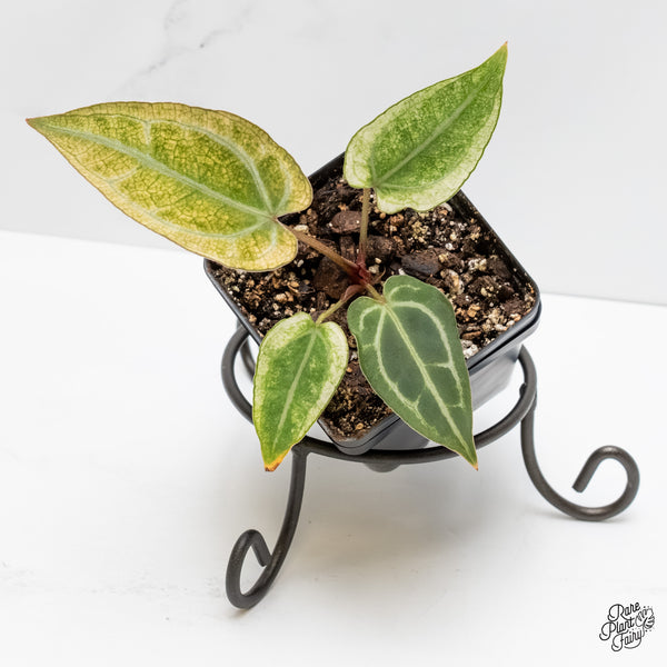 Anthurium NSE Red Crystallinum x Crystallinum Variegated (wk5-UQ)