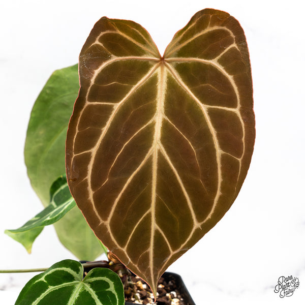 Anthurium DocBlock Briëlle '16' x Lynette '18' by DocBlock® (wk50-B)