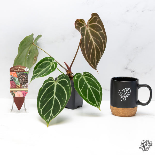 Anthurium DocBlock Briëlle '16' x Lynette '18' by DocBlock® (wk50-B)