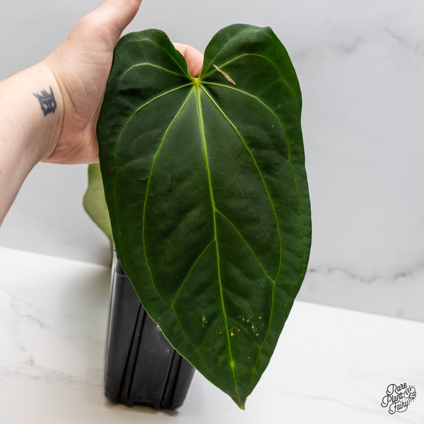 Anthurium Dark and Handsome '9' x Black Widow '13' by DocBlock® (wk49-AA)