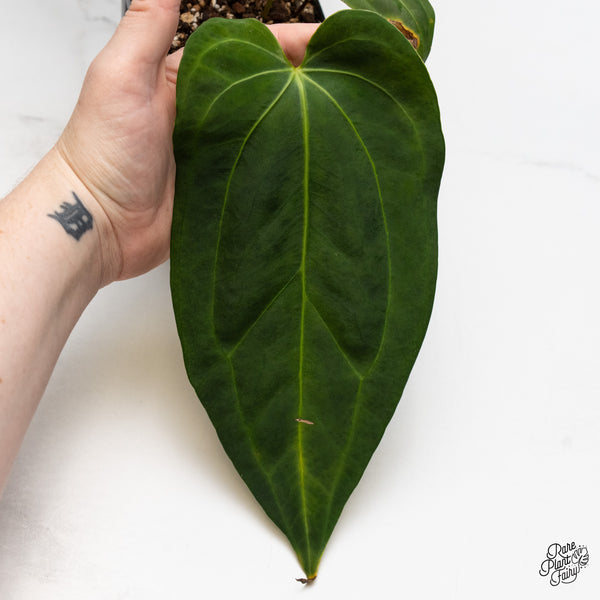 Anthurium Dark and Handsome '9' x Black Widow '13' by DocBlock® (wk49-AA)
