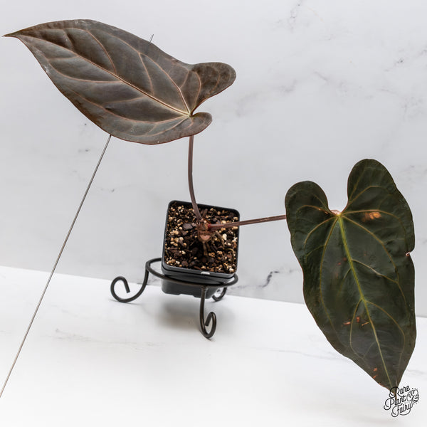 Anthurium Dark and Handsome '9' x Dark and Handsome '9' by DocBlock® (wk49-B)