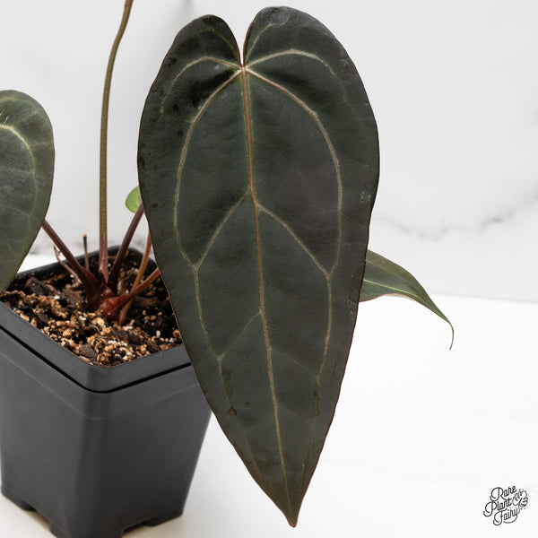 Anthurium Dark and Handsome '9' x Dark and Handsome '9' by DocBlock® (wk49-R)