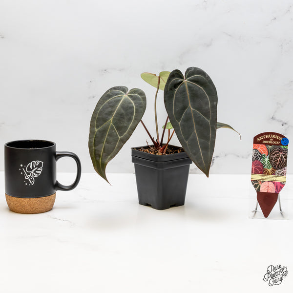 Anthurium Dark and Handsome '9' x Dark and Handsome '9' by DocBlock® (wk49-R)