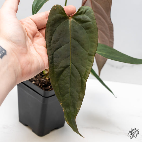 Anthurium Dark and Handsome '9' x Dark and Handsome '9' by DocBlock® (wk50-S)