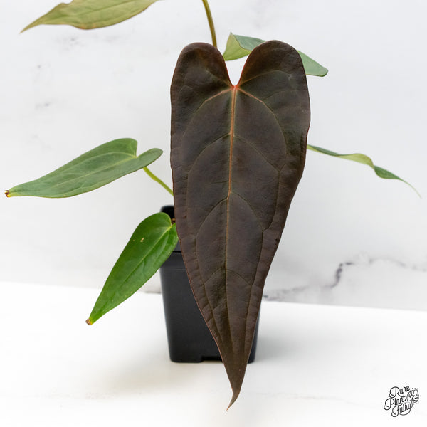 Anthurium Dark and Handsome '9' x Dark and Handsome '9' by DocBlock® (wk50-S)