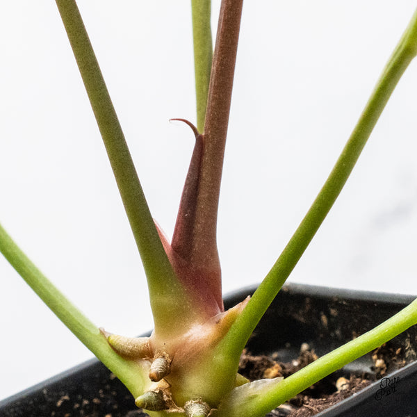 Anthurium Dark and Handsome '9' x Dark and Handsome '9' by DocBlock® (wk50-S)