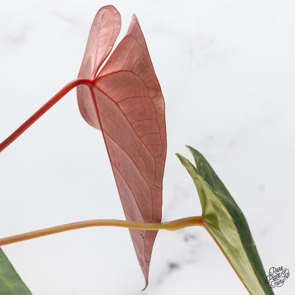 Anthurium Dark and Handsome '9' x Red Velvet Cake '24' by DocBlock® (wk46-C)