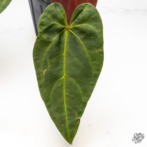 Anthurium Dark and Handsome '9' x Red Velvet Cake '24' by DocBlock® (wk46-C)