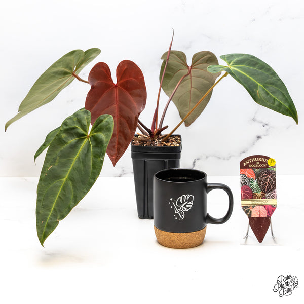 Anthurium Dark and Handsome '9' x Red Velvet Cake '24' by DocBlock® (wk46-C)