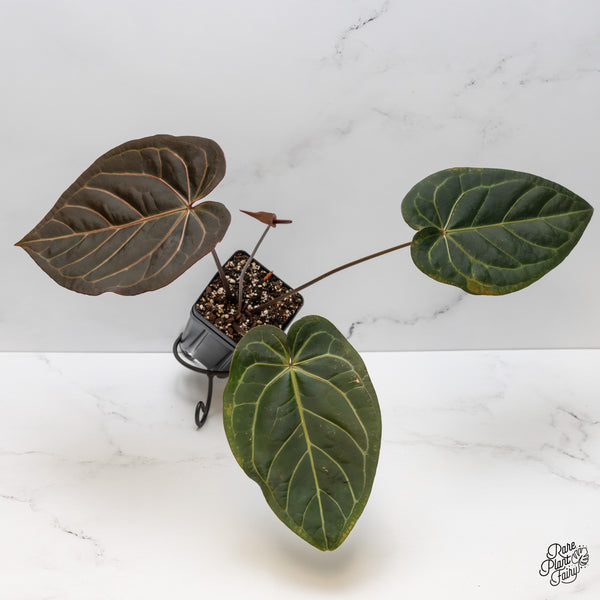 Anthurium Dark and Handsome '9' x Red Velvet Cake '24' by DocBlock® (wk47-H)