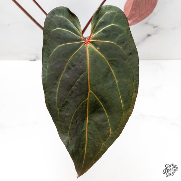 Variegated Anthurium Dark and Handsome '9' x Red Velvet Cake '24' by DocBlock® (wk50-UI)