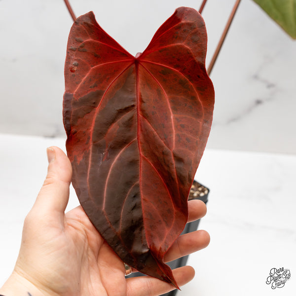Variegated Anthurium Dark and Handsome '9' x Red Velvet Cake '24' by DocBlock® (wk50-UI)
