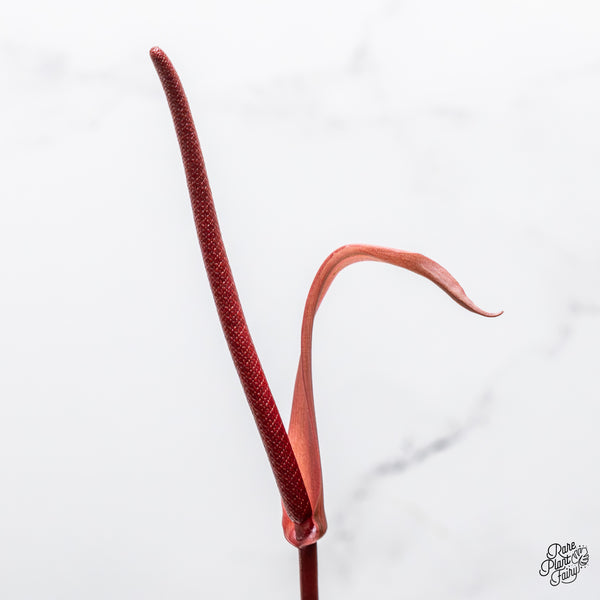 Variegated Anthurium Dark and Handsome '9' x Red Velvet Cake '24' by DocBlock® (wk50-UI)