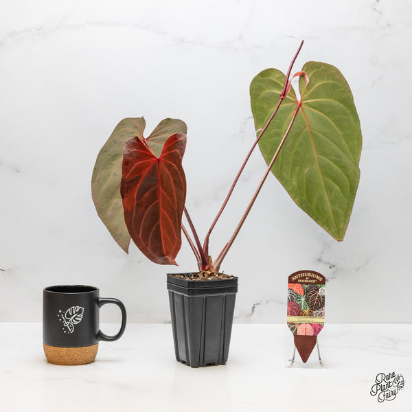 Variegated Anthurium Dark and Handsome '9' x Red Velvet Cake '24' by DocBlock® (wk50-UI)