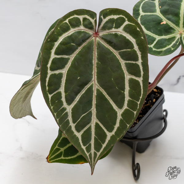 Anthurium Crystal Red '12' x Michelle '1' by DocBlock® (wk47-F)