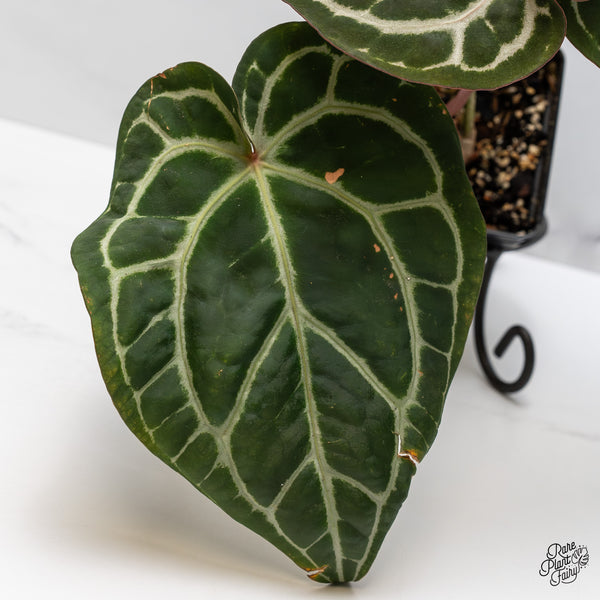 Anthurium Crystal Red '12' x Michelle '1' by DocBlock® (wk47-F)