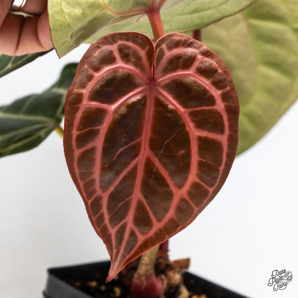 Anthurium Crystal Red '12' x Michelle '1' by DocBlock® (wk47-F)
