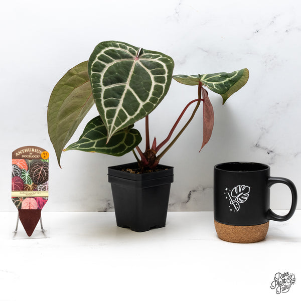 Anthurium Crystal Red '12' x Michelle '1' by DocBlock® (wk47-F)