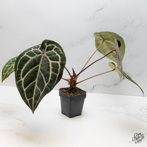 Anthurium Crystal Red '12' x Michelle '1' by DocBlock® (wk49-Y)
