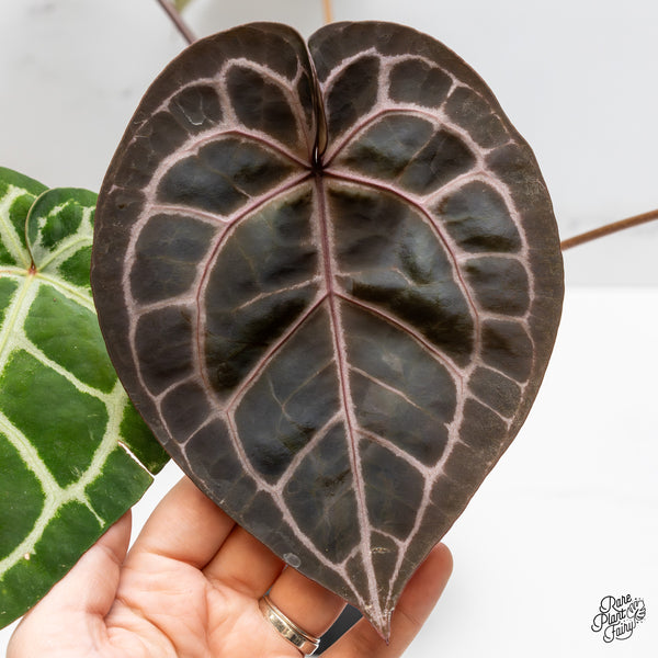 Anthurium Crystal Red '12' x Michelle '1' by DocBlock® (wk49-Y)