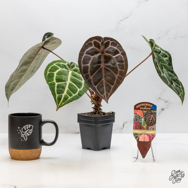 Anthurium Crystal Red '12' x Michelle '1' by DocBlock® (wk49-Y)