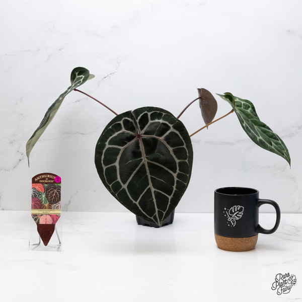 Anthurium Crystal Red '12' x Michelle '1' by DocBlock® (wk6-A)