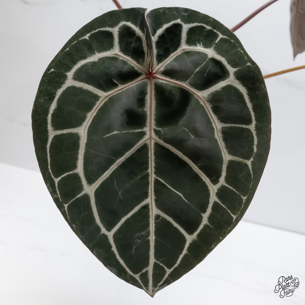 Anthurium Crystal Red '12' x Michelle '1' by DocBlock® (wk6-A)