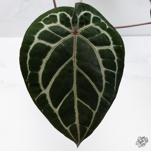 Anthurium Crystal Red '12' x Michelle '1' by DocBlock® (wk6-A)