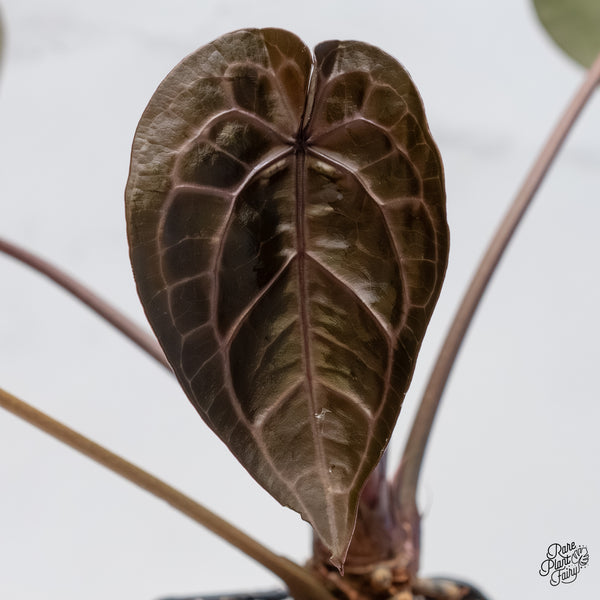 Anthurium Crystal Red '12' x Michelle '1' by DocBlock® (wk6-A)