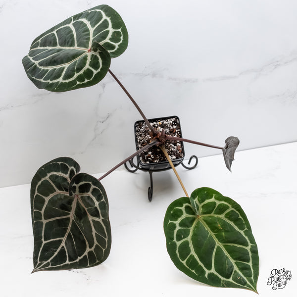 Anthurium Crystal Red '12' x Michelle '1' by DocBlock® (wk6-A)